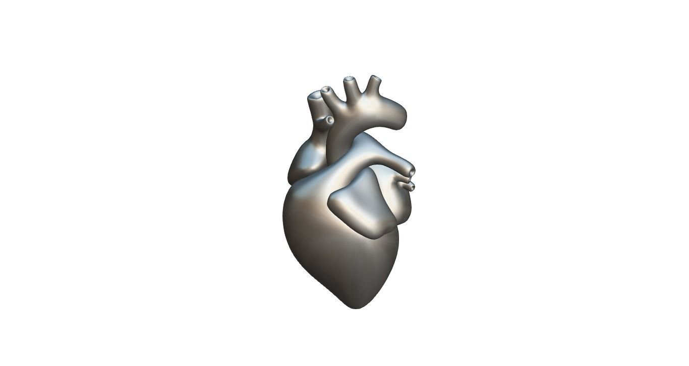 Heart 3D model_11