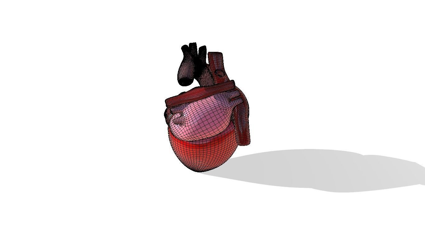 Heart 3D model_8