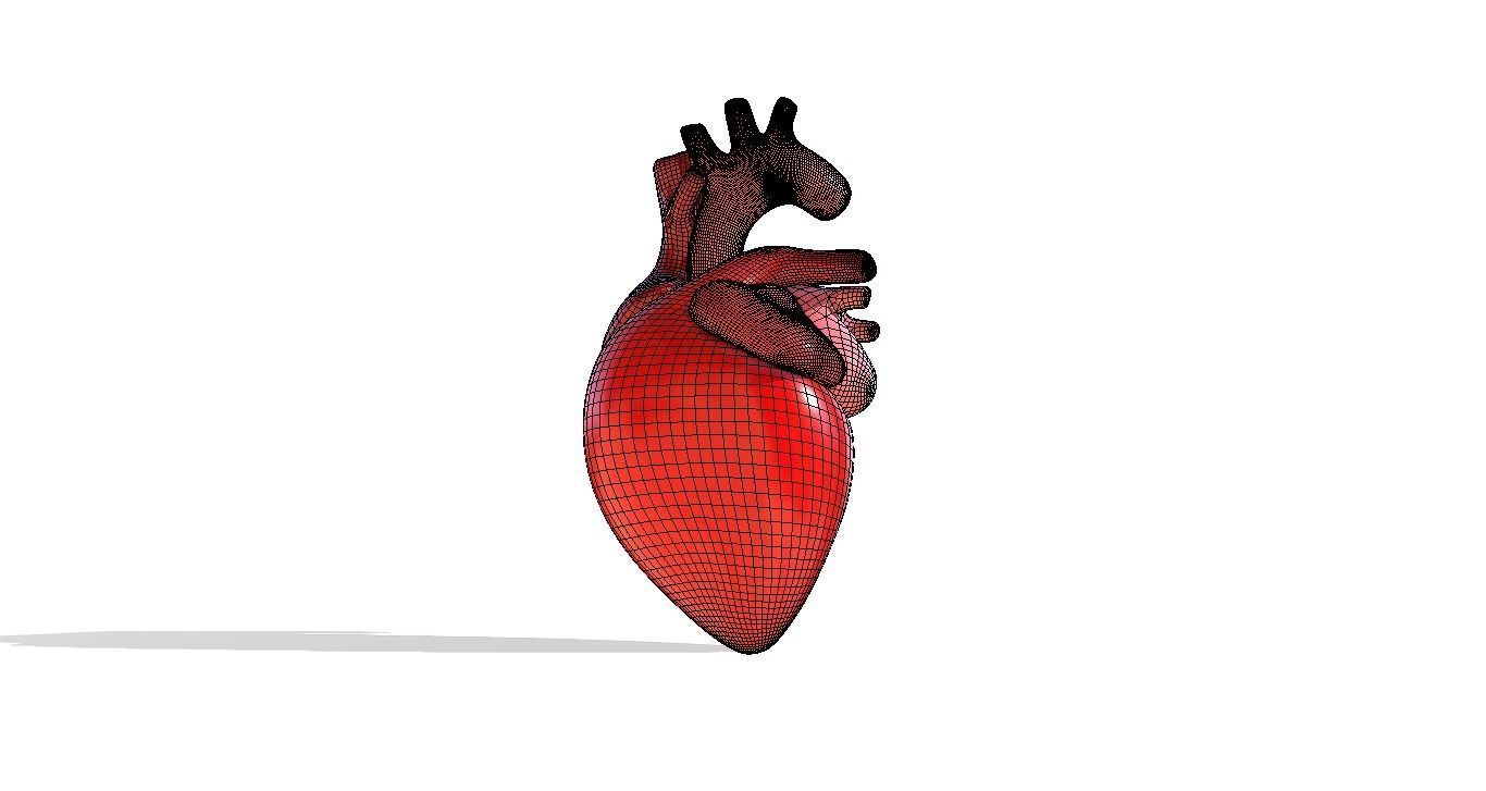 Heart 3D model_6