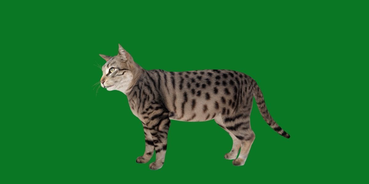 Silver Tabby Cat Low-poly 3D model_23