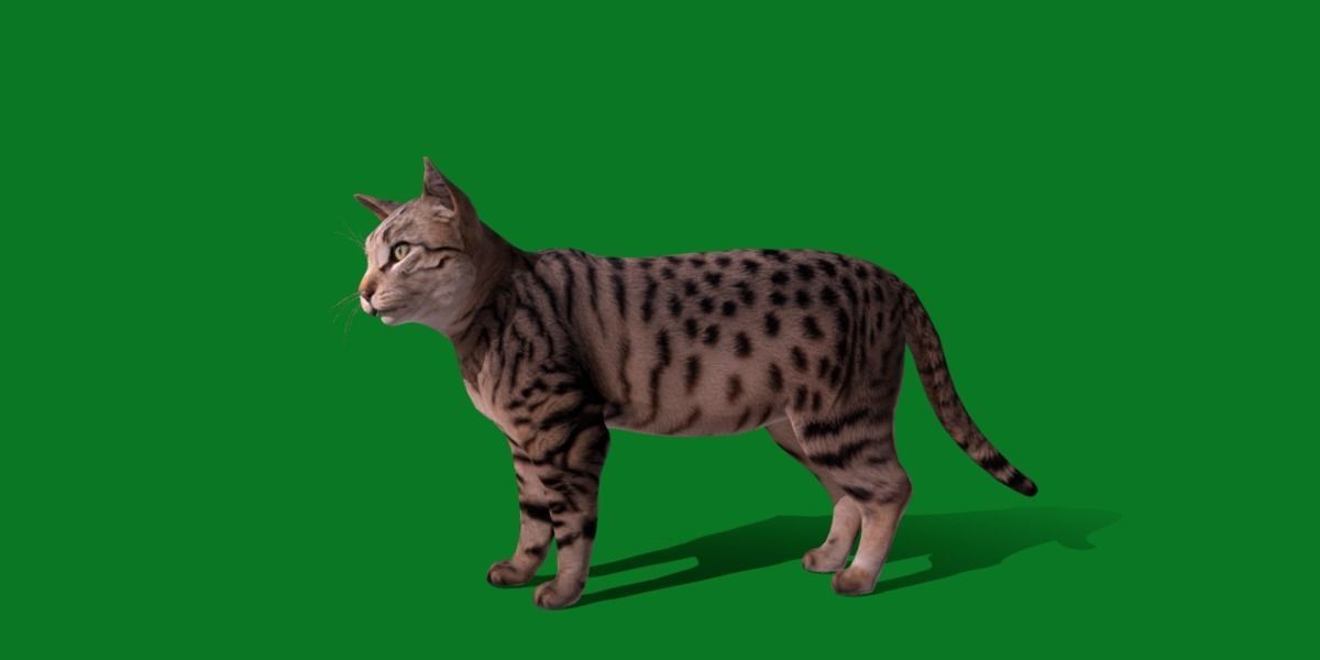 Silver Tabby Cat Low-poly 3D model_22