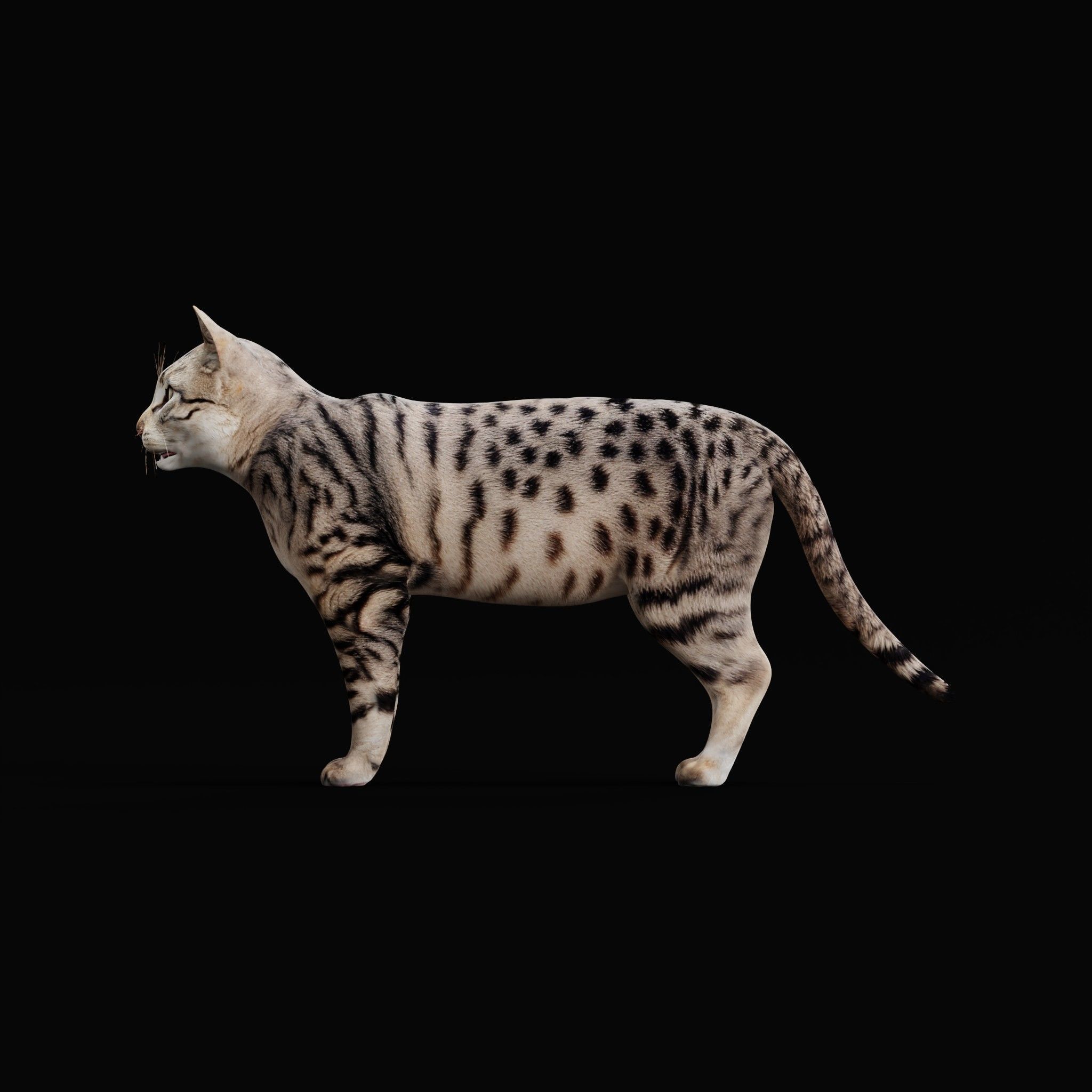 Silver Tabby Cat Low-poly 3D model_29