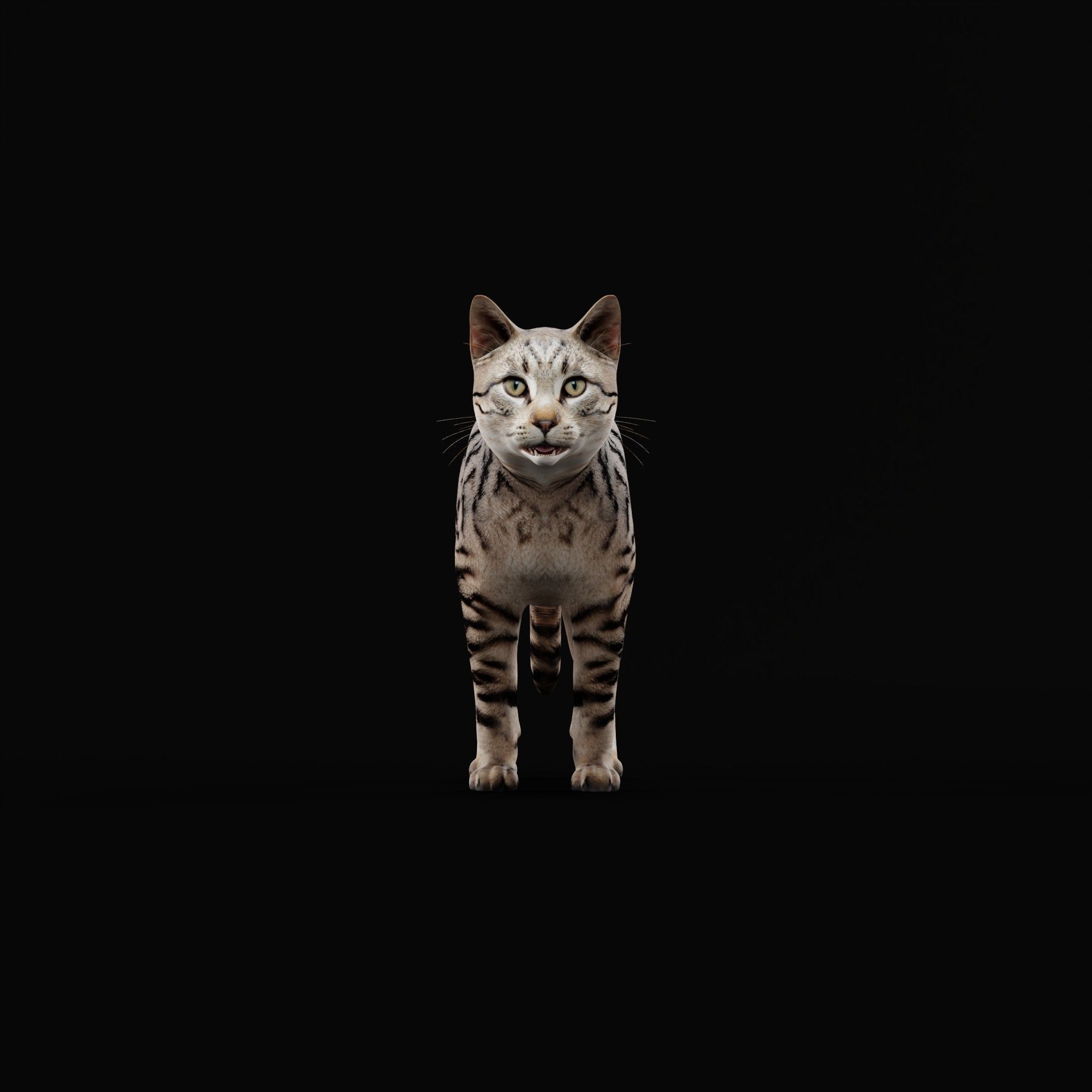 Silver Tabby Cat Low-poly 3D model_30