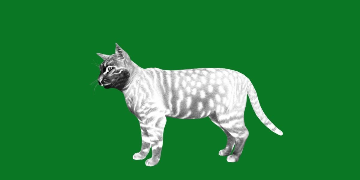Silver Tabby Cat Low-poly 3D model_4