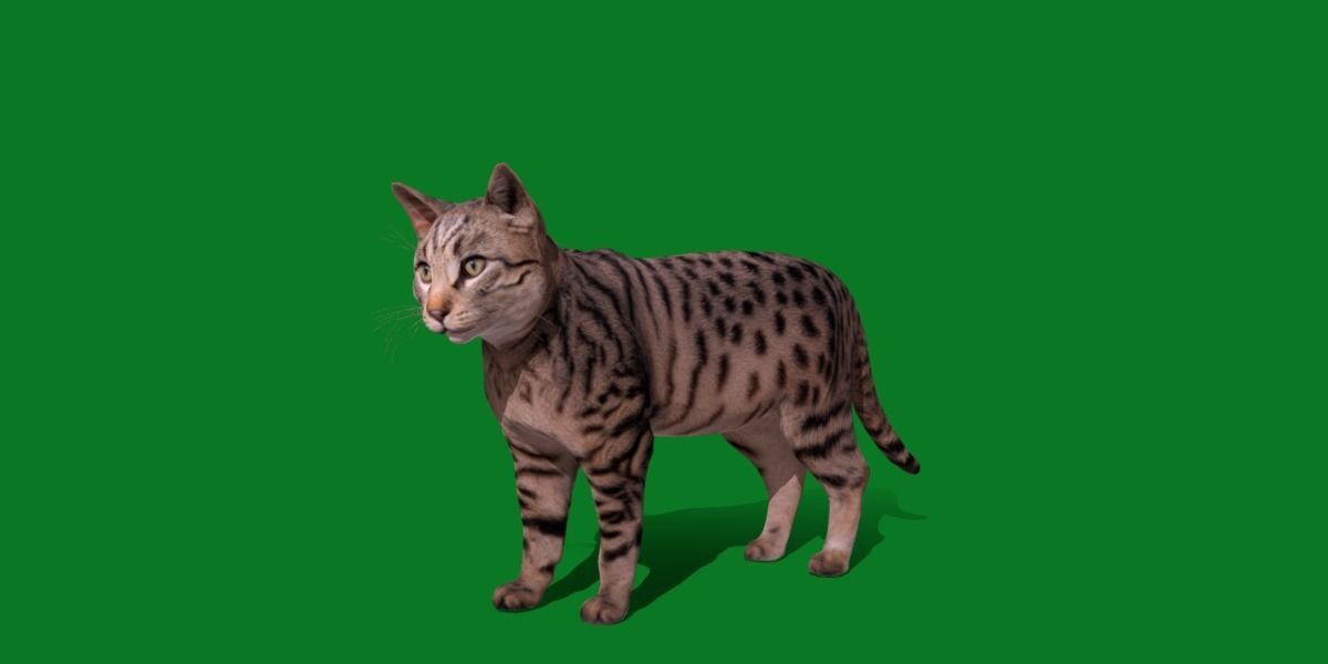 Silver Tabby Cat Low-poly 3D model_26