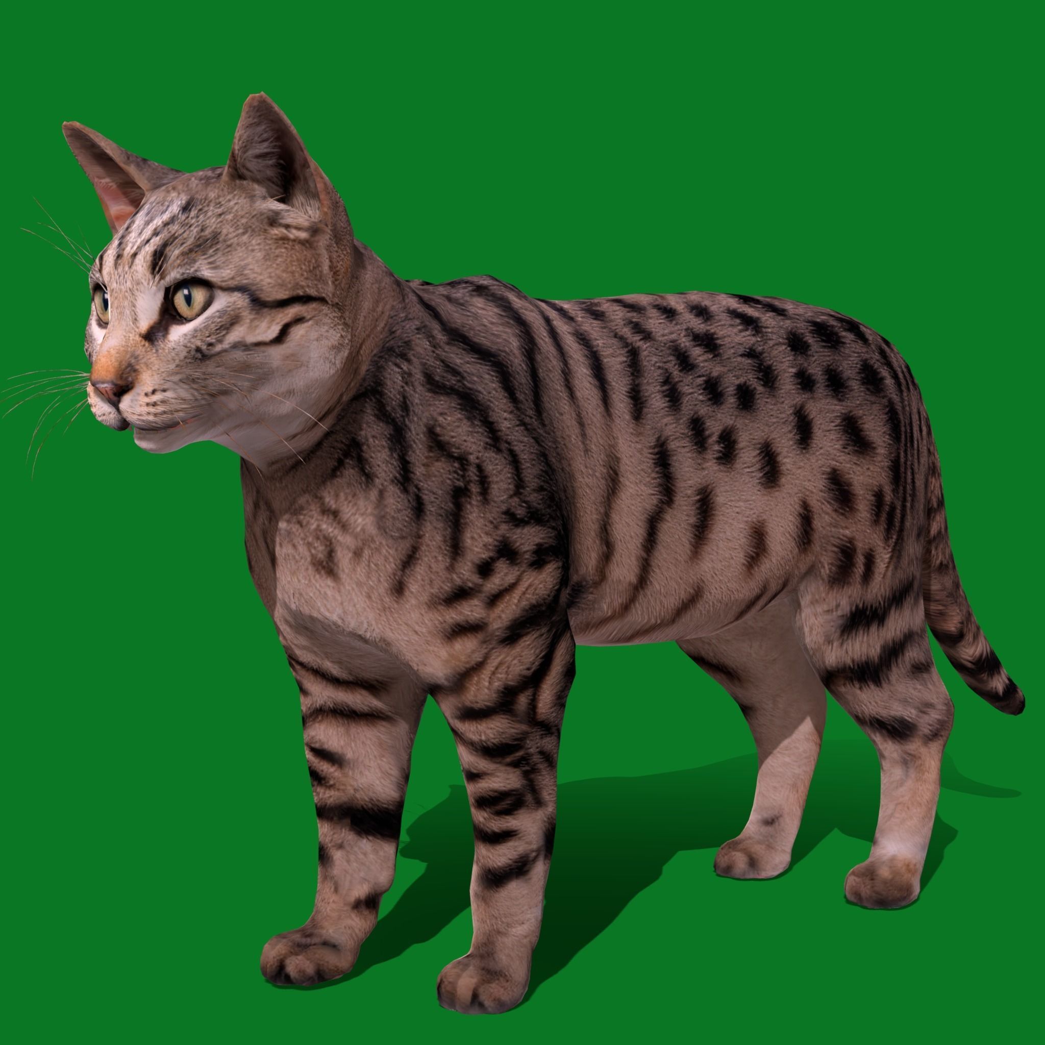 Silver Tabby Cat Low-poly 3D model_18