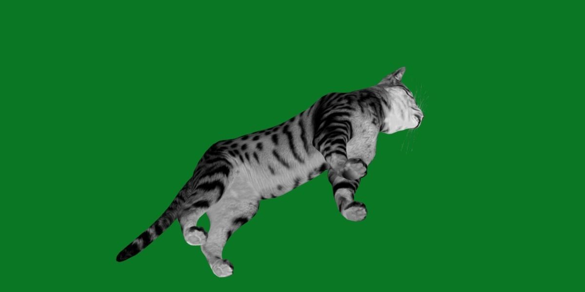 Silver Tabby Cat Low-poly 3D model_7