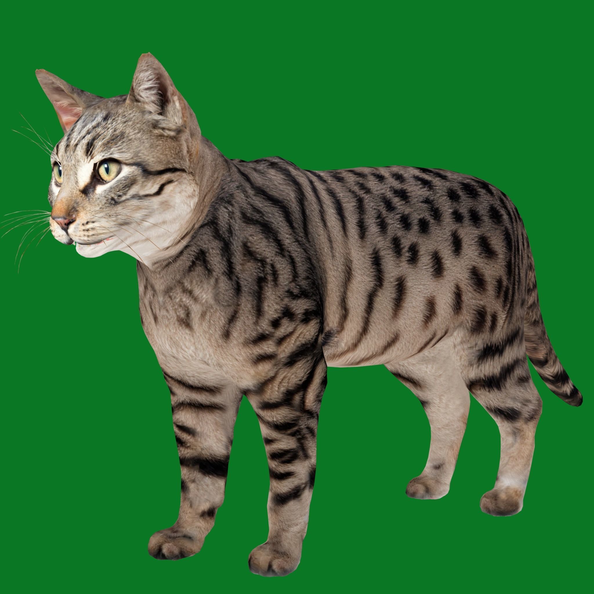 Silver Tabby Cat Low-poly 3D model_17