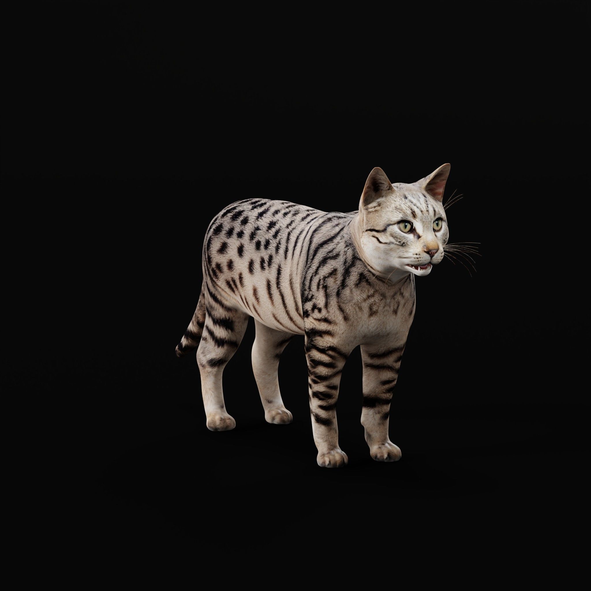 Silver Tabby Cat Low-poly 3D model_28
