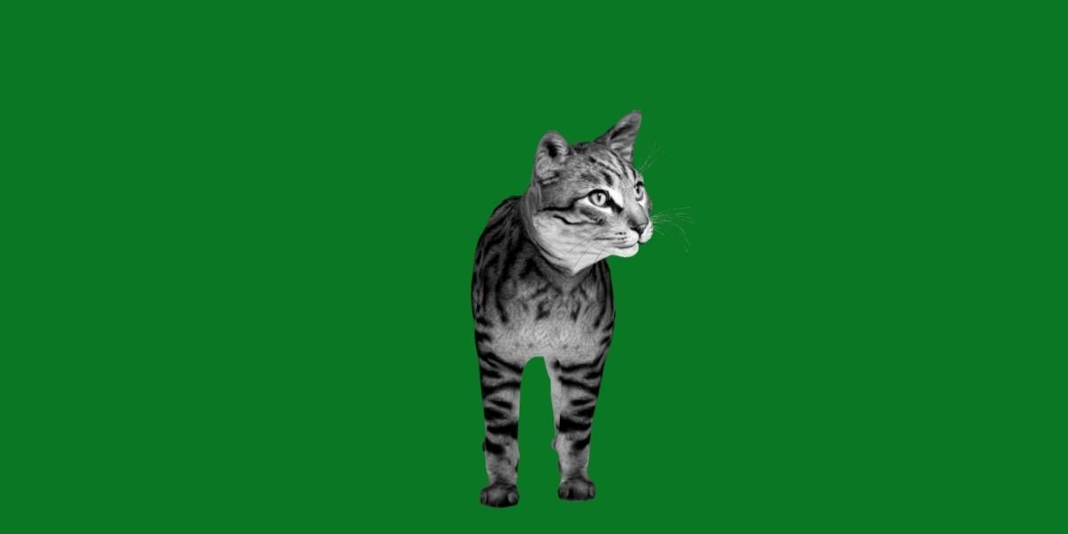 Silver Tabby Cat Low-poly 3D model_6