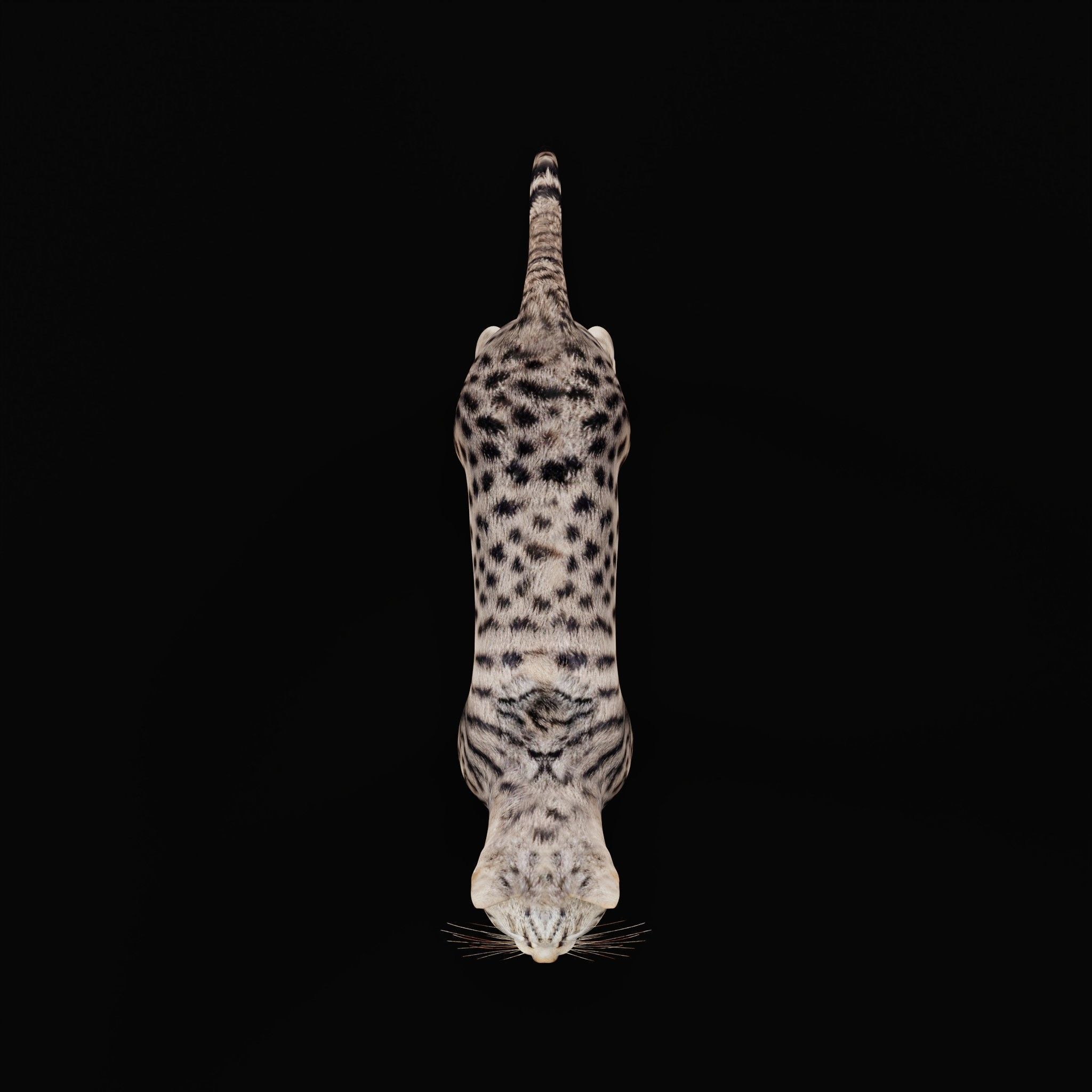 Silver Tabby Cat Low-poly 3D model_31