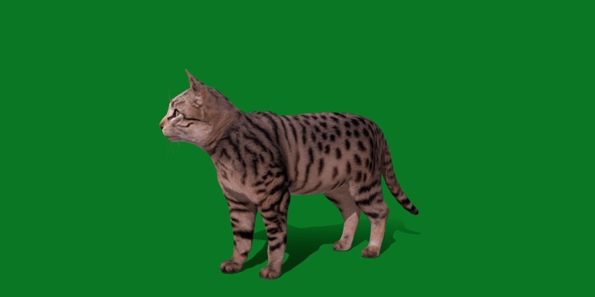 Silver Tabby Cat Low-poly 3D model_3