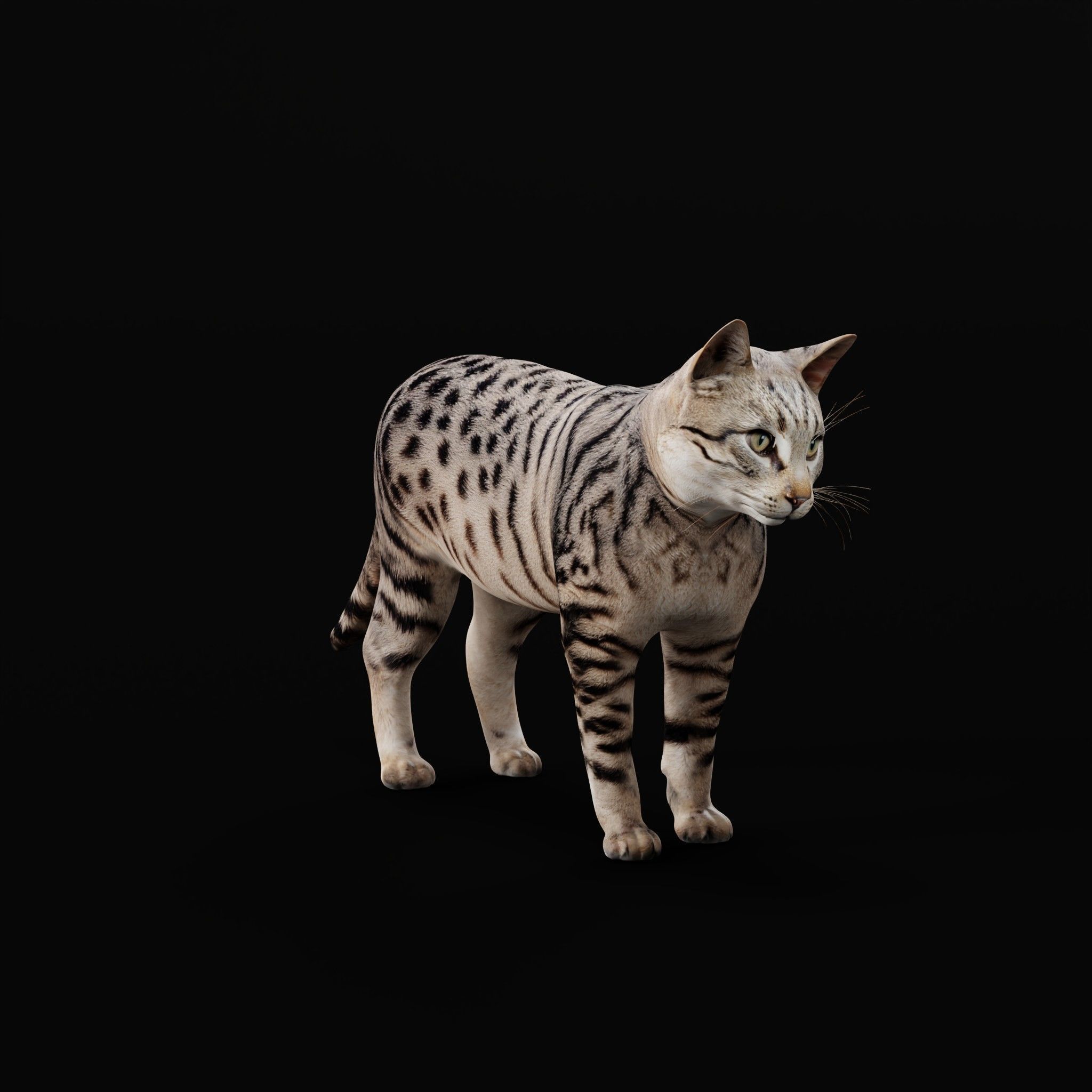 Silver Tabby Cat Low-poly 3D model_27