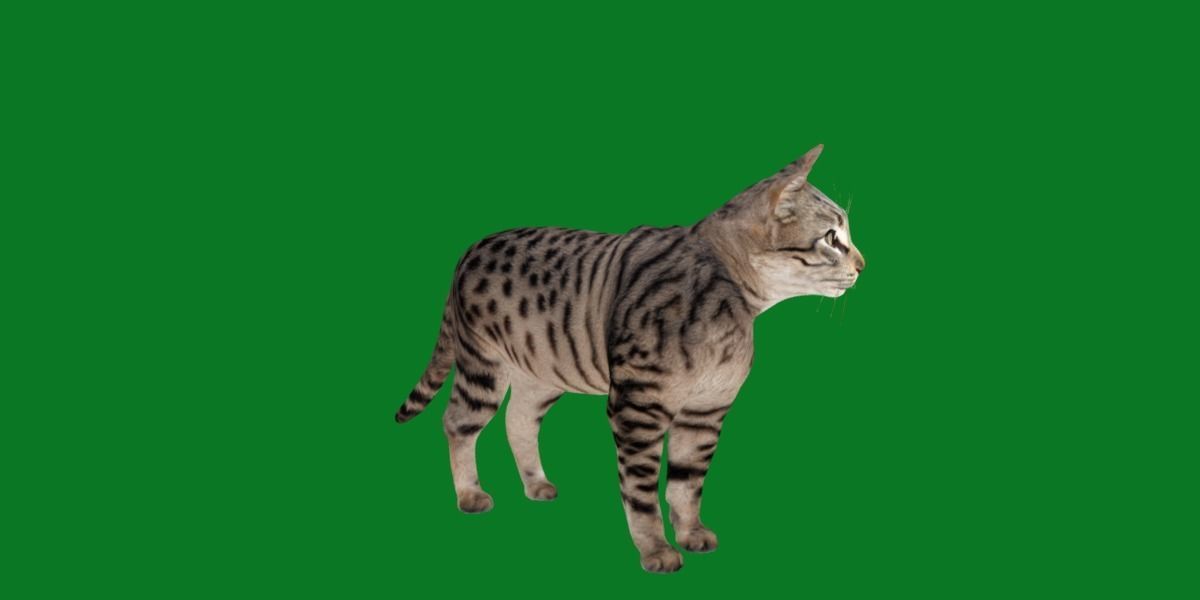 Silver Tabby Cat Low-poly 3D model_19