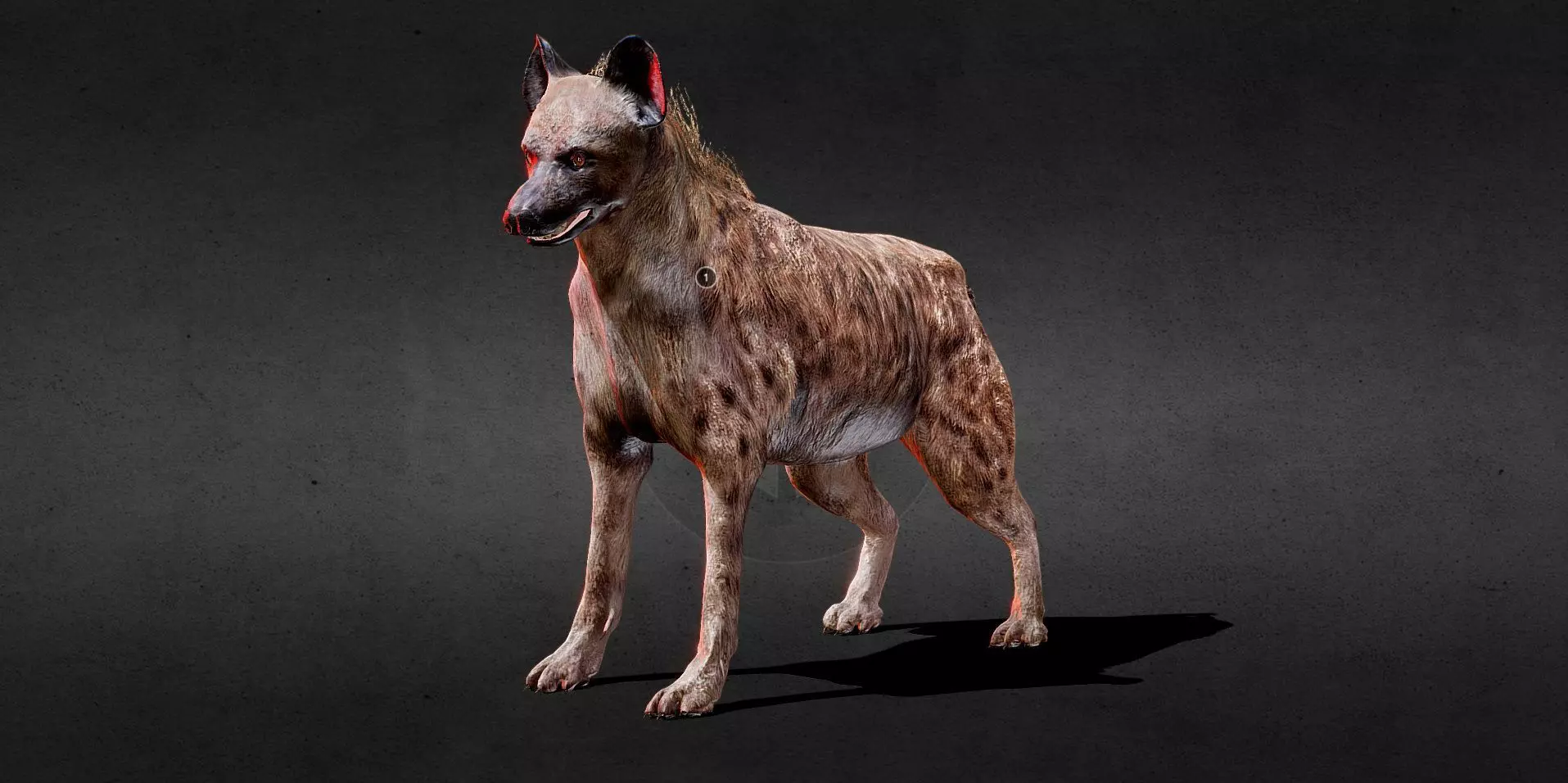 Hyena PBR Lowpoly Low-poly 3D model_0