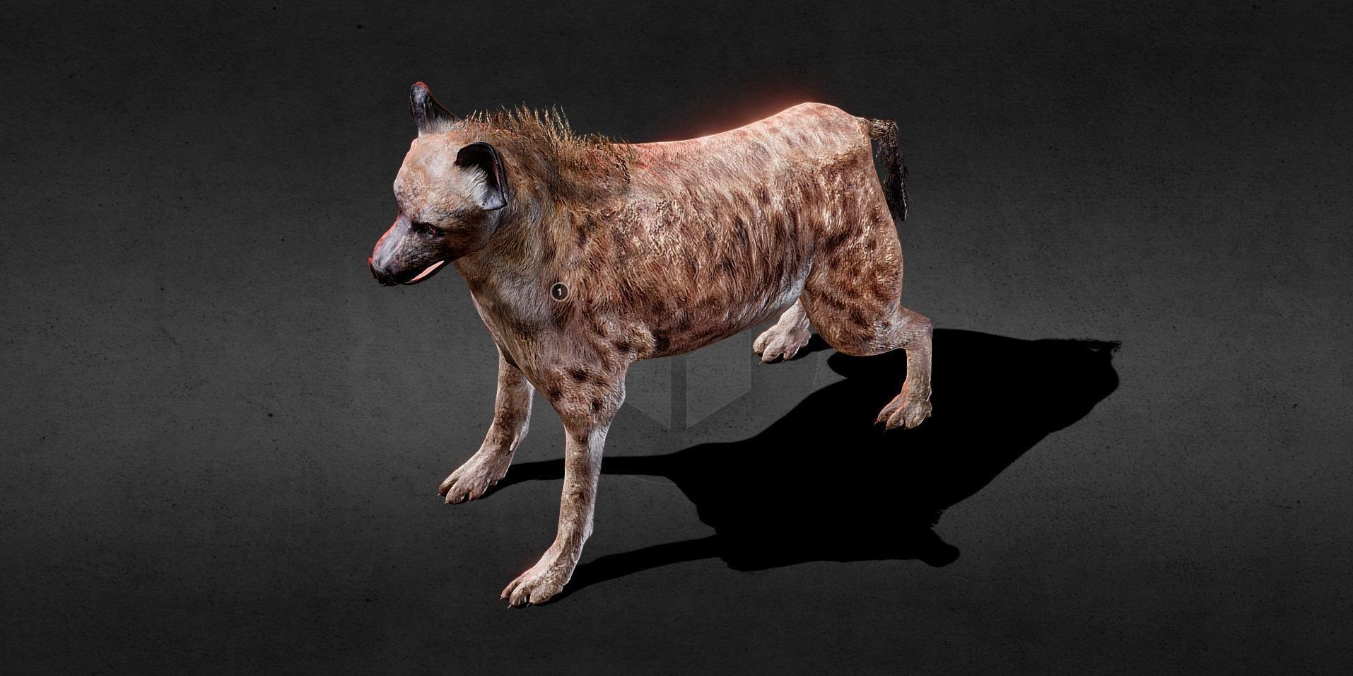 Hyena PBR Lowpoly Low-poly 3D model_2