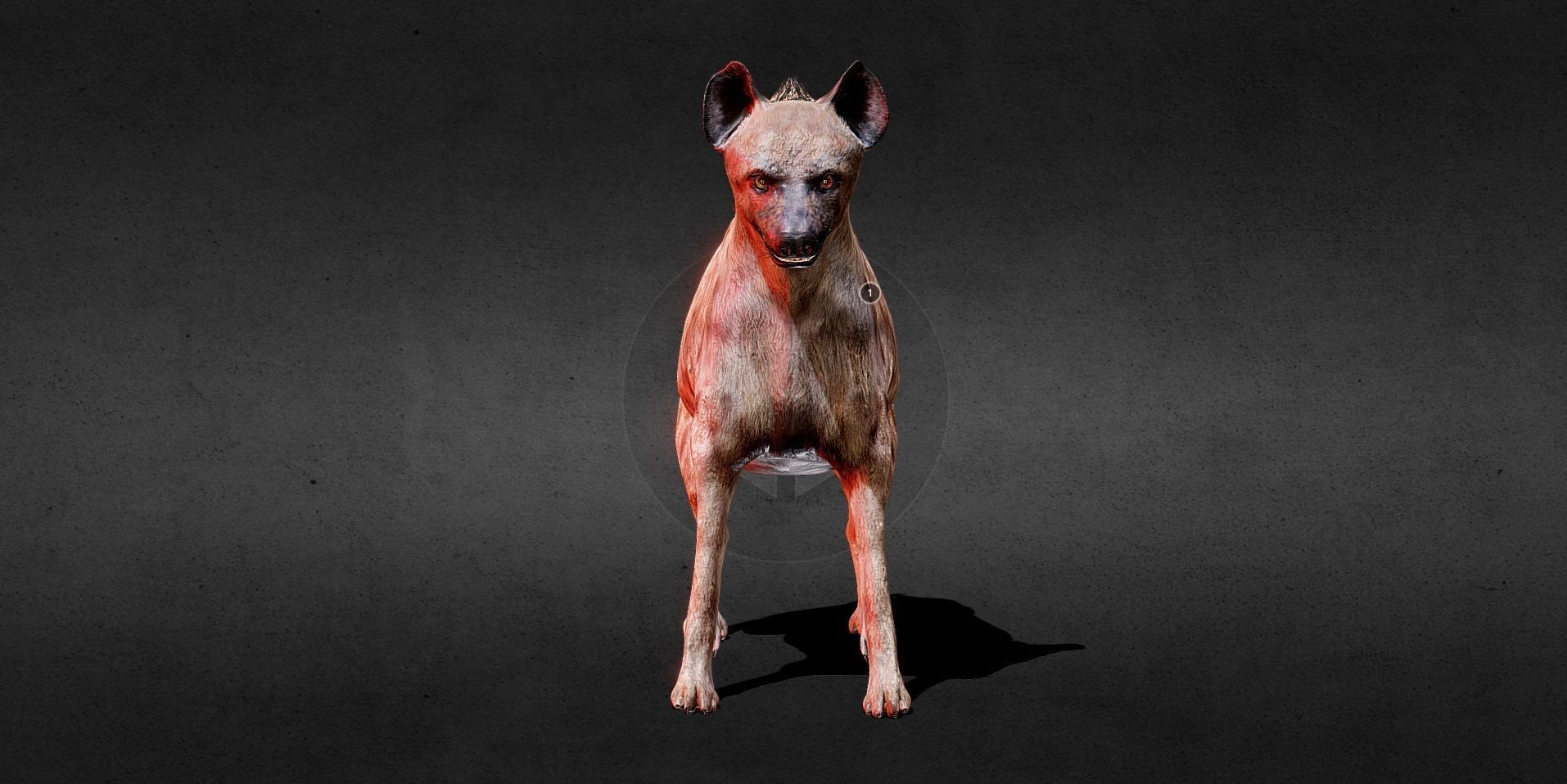 Hyena PBR Lowpoly Low-poly 3D model_3