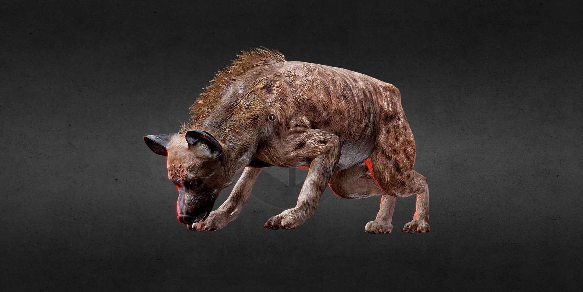 Hyena PBR Lowpoly Low-poly 3D model_5