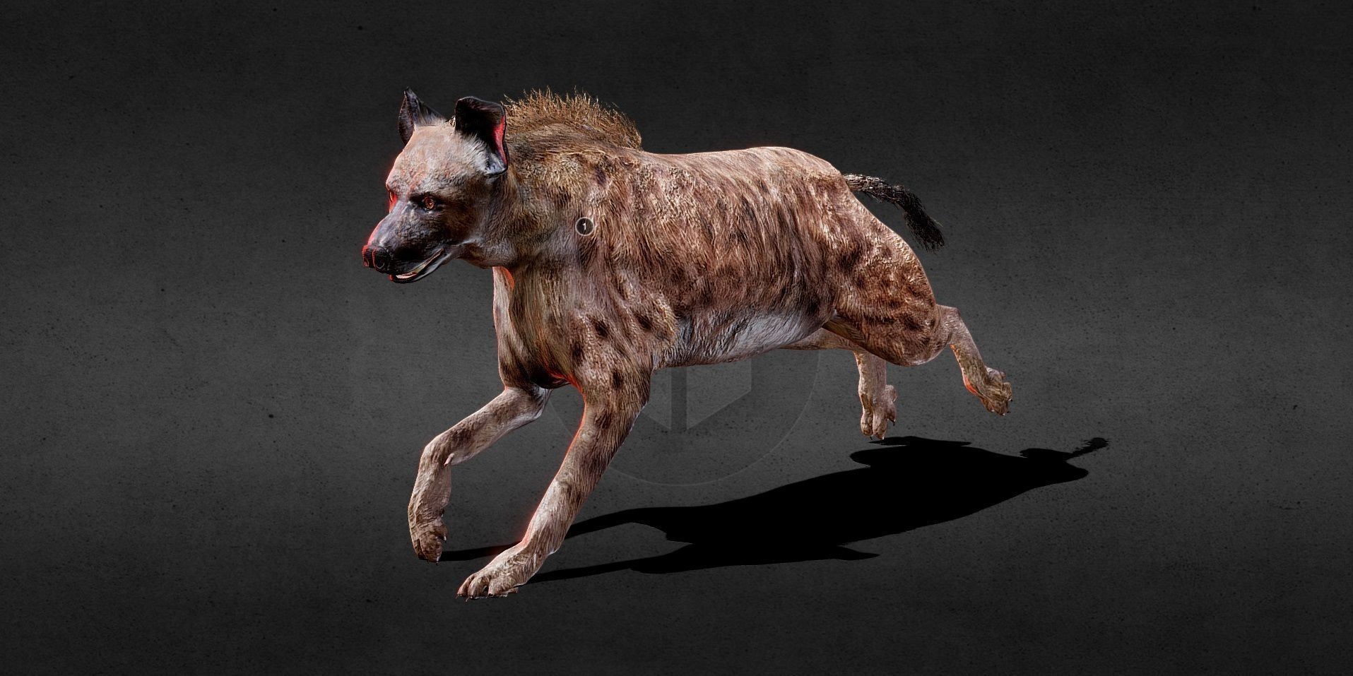 Hyena PBR Lowpoly Low-poly 3D model_6
