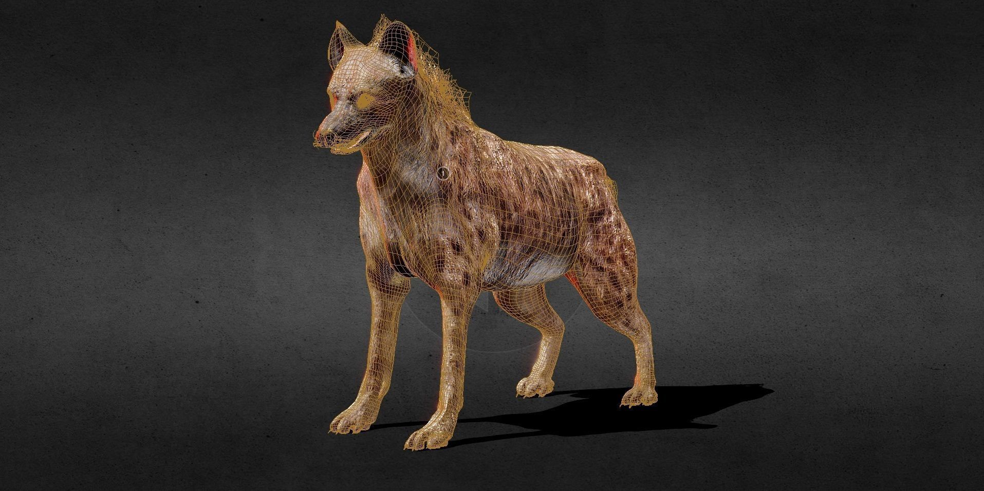 Hyena PBR Lowpoly Low-poly 3D model_1