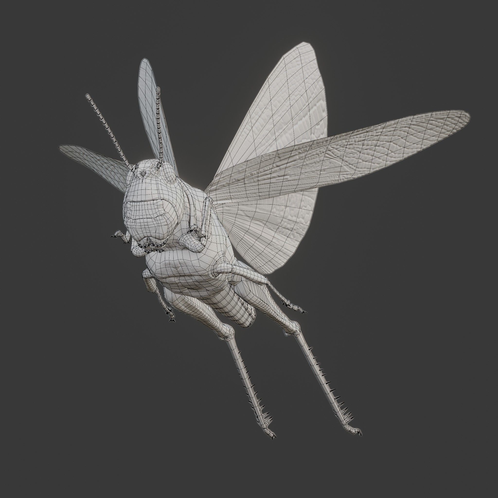 Locust Grasshopper Low-poly 3D model_20