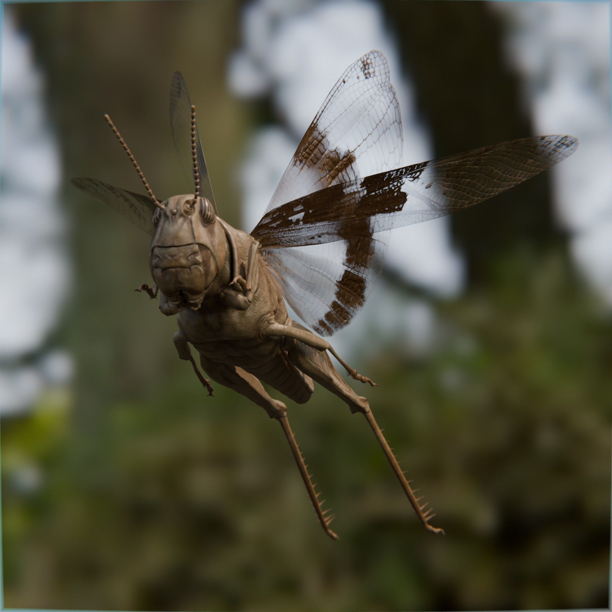 Locust Grasshopper Low-poly 3D model_7