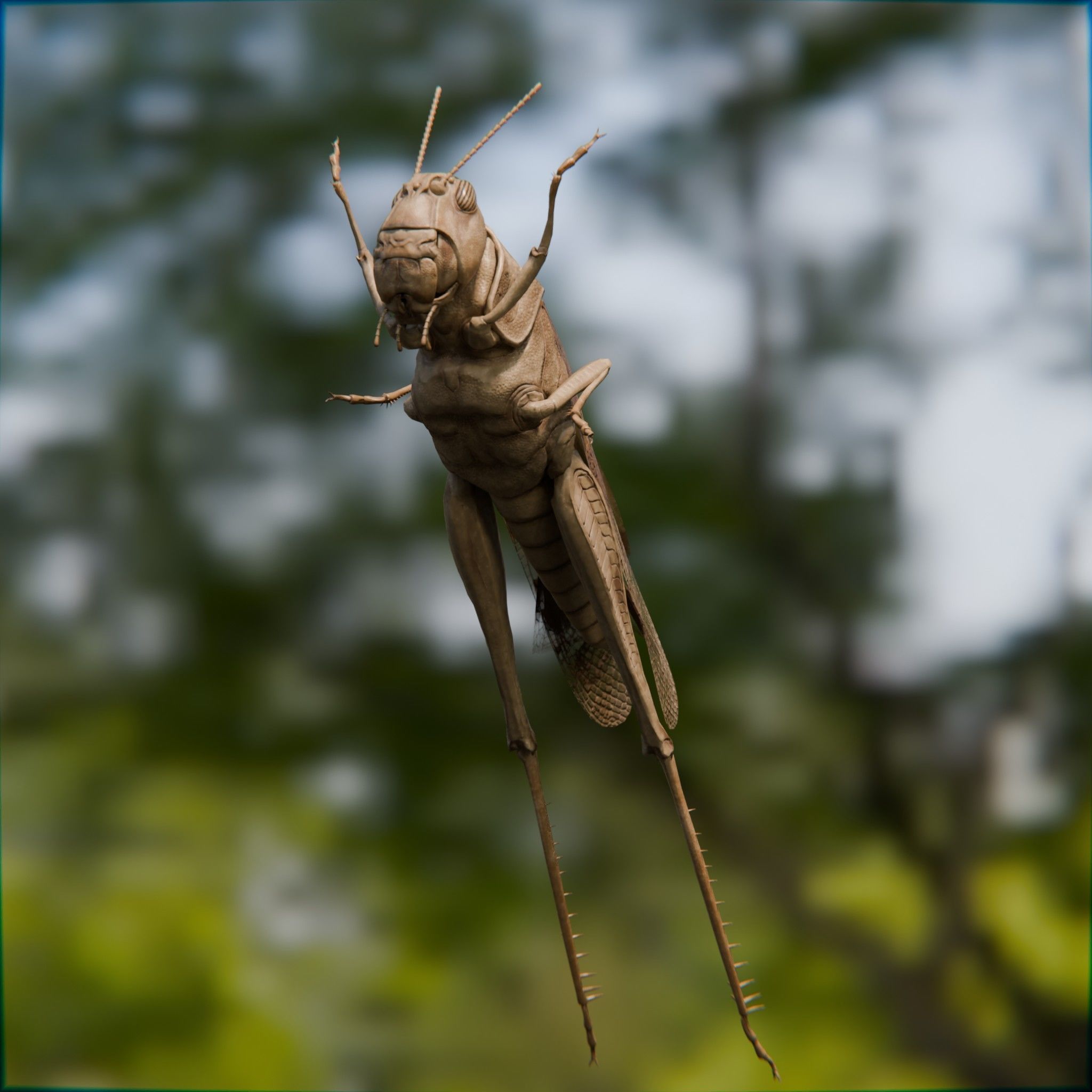 Locust Grasshopper Low-poly 3D model_10