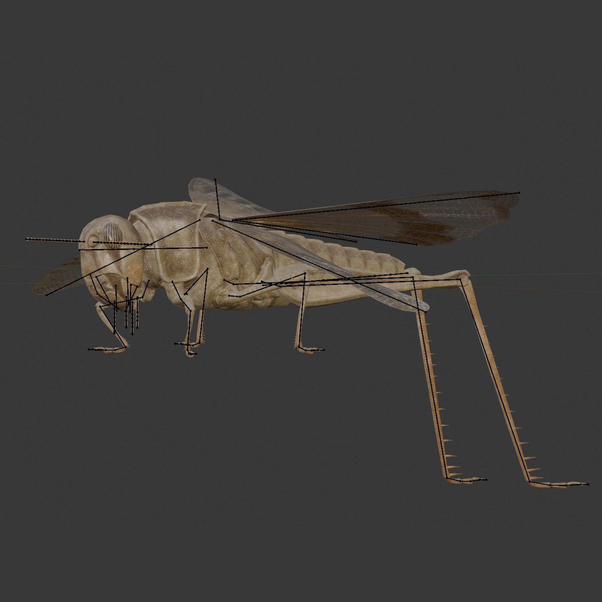 Locust Grasshopper Low-poly 3D model_15