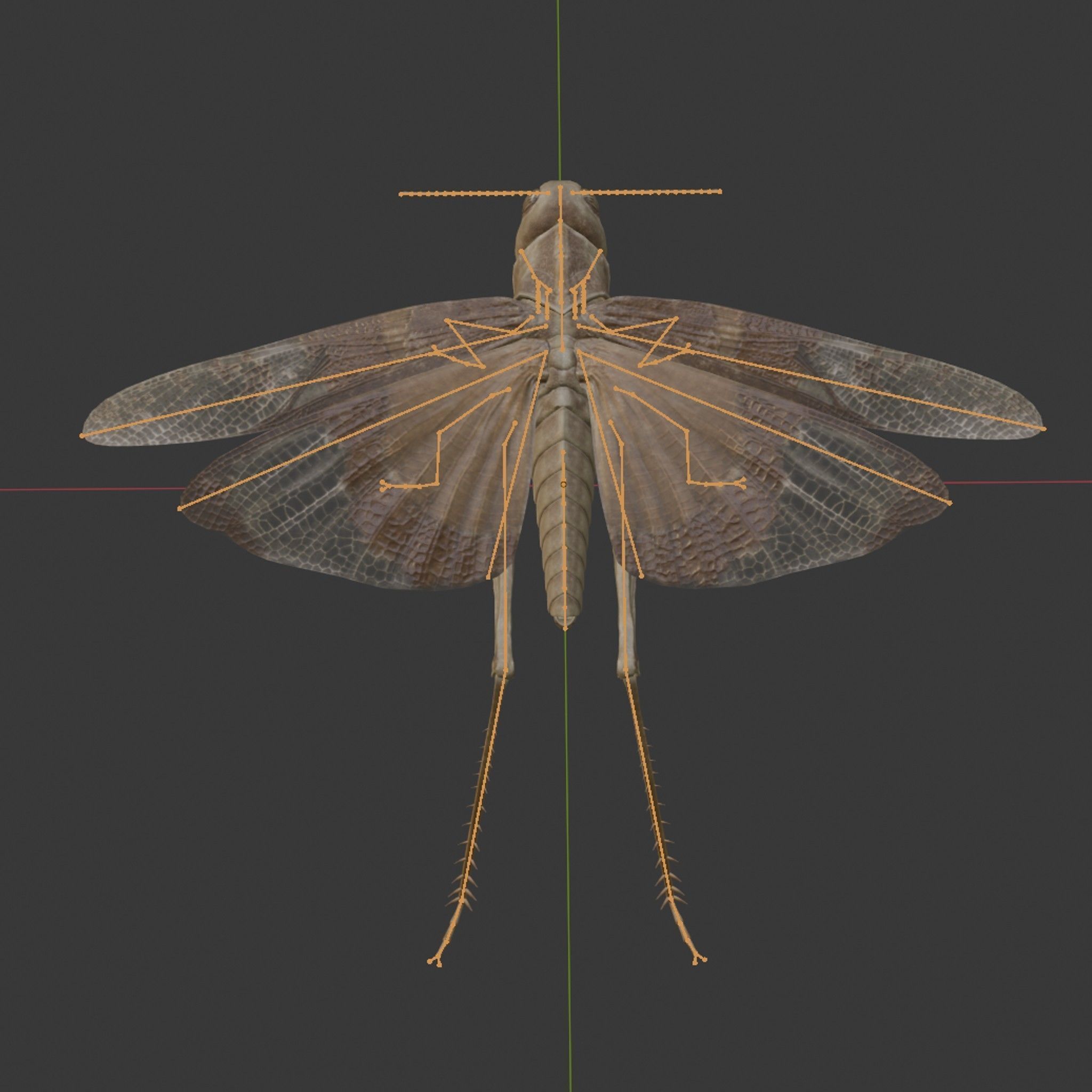 Locust Grasshopper Low-poly 3D model_14