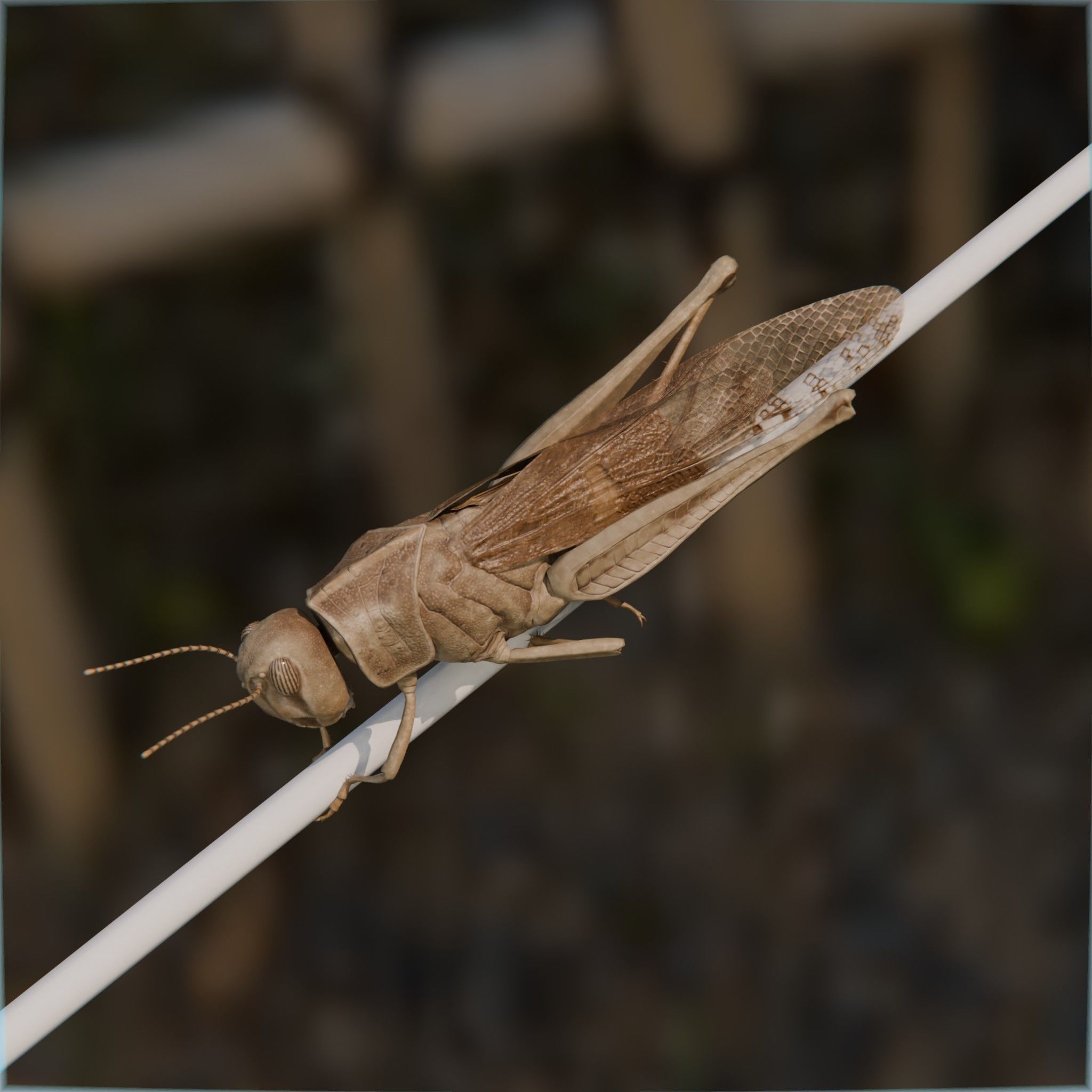Locust Grasshopper Low-poly 3D model_8
