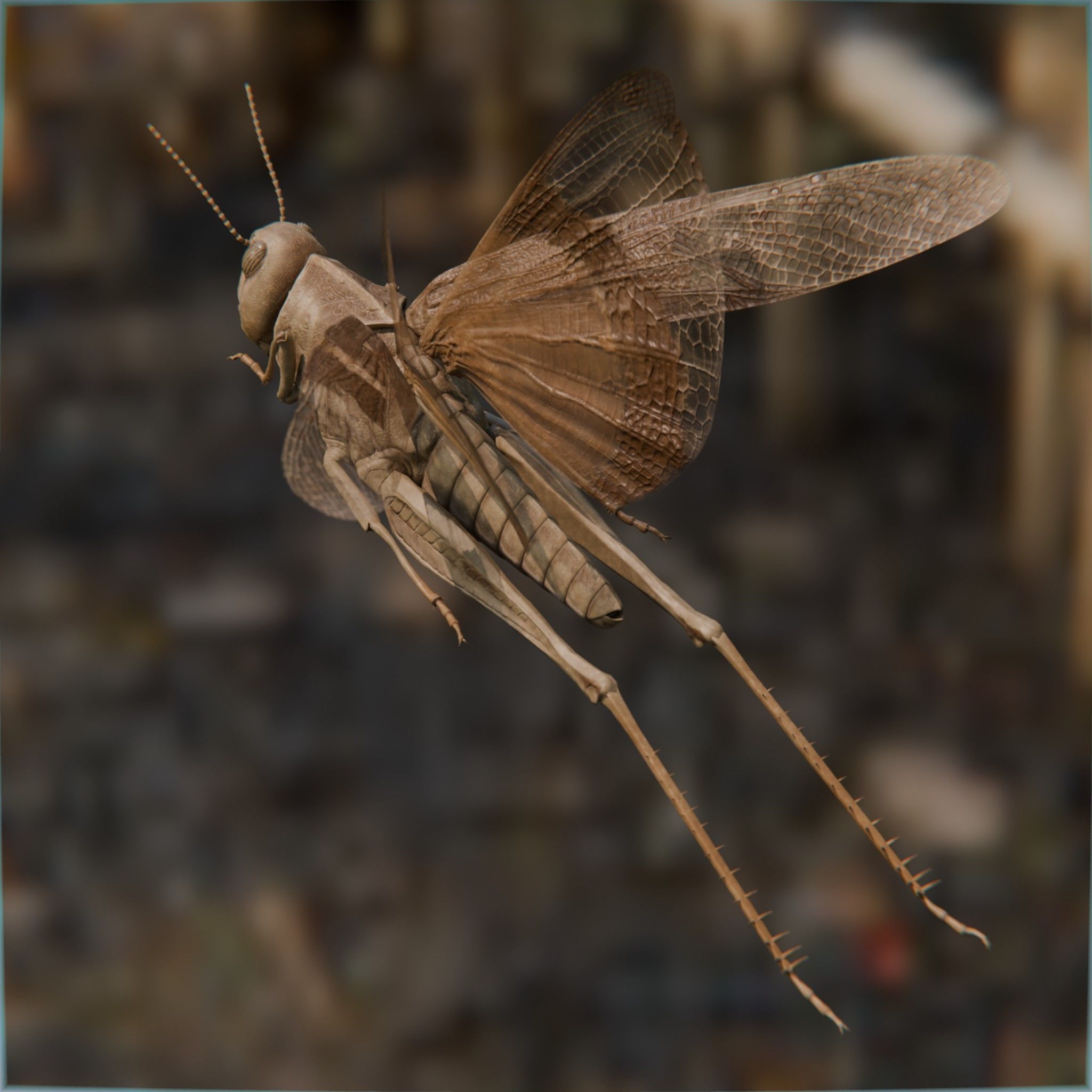 Locust Grasshopper Low-poly 3D model_6