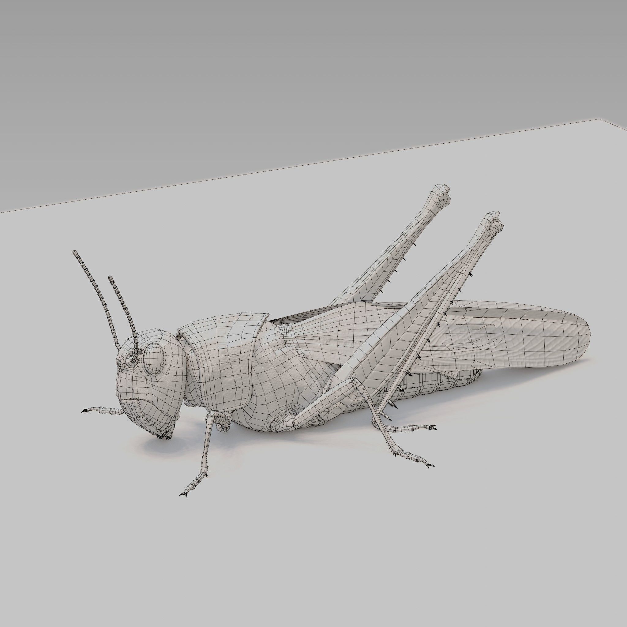 Locust Grasshopper Low-poly 3D model_18