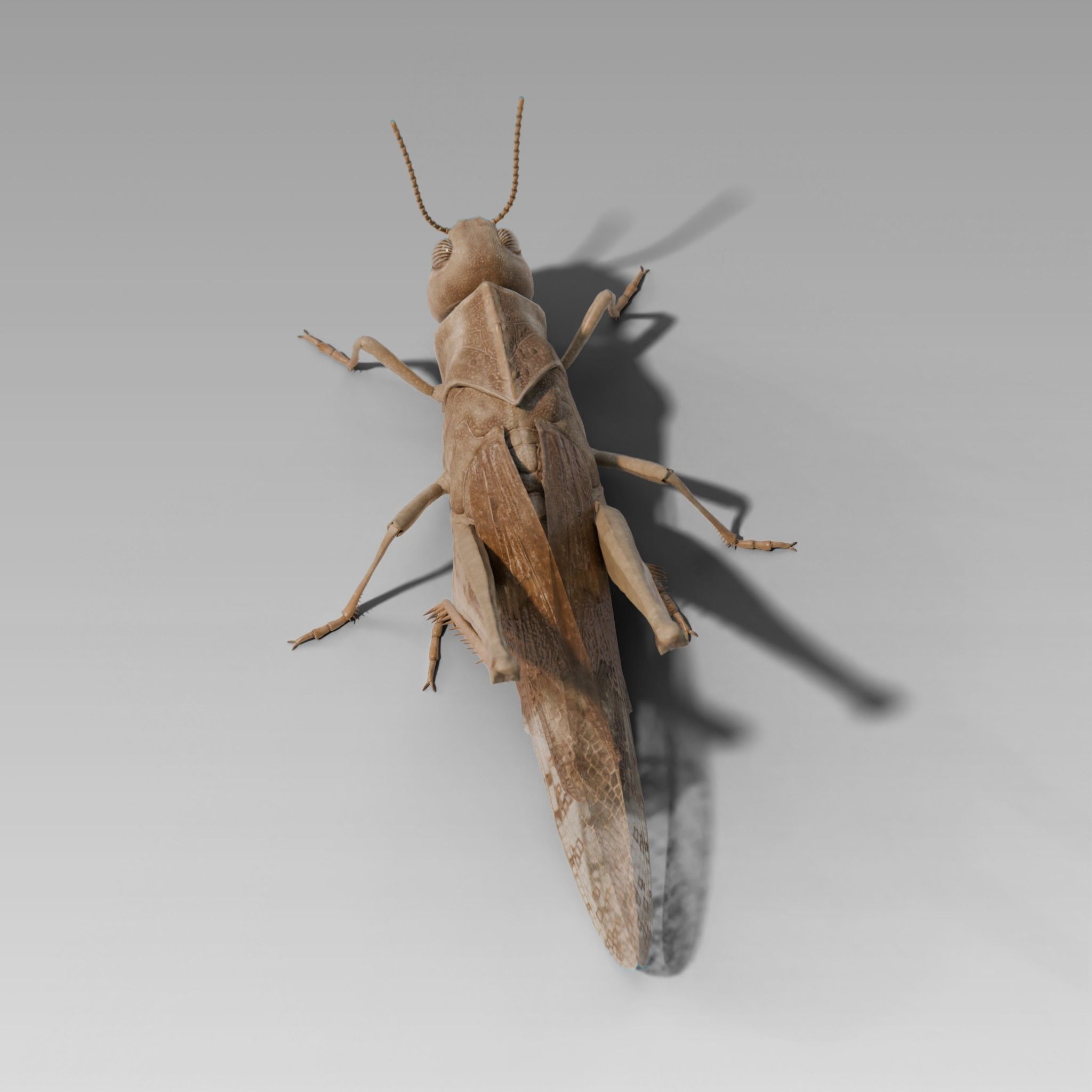 Locust Grasshopper Low-poly 3D model_4