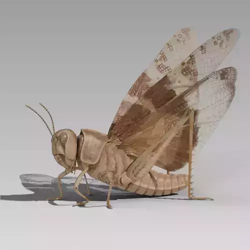 Locust Grasshopper Low-poly 3D model