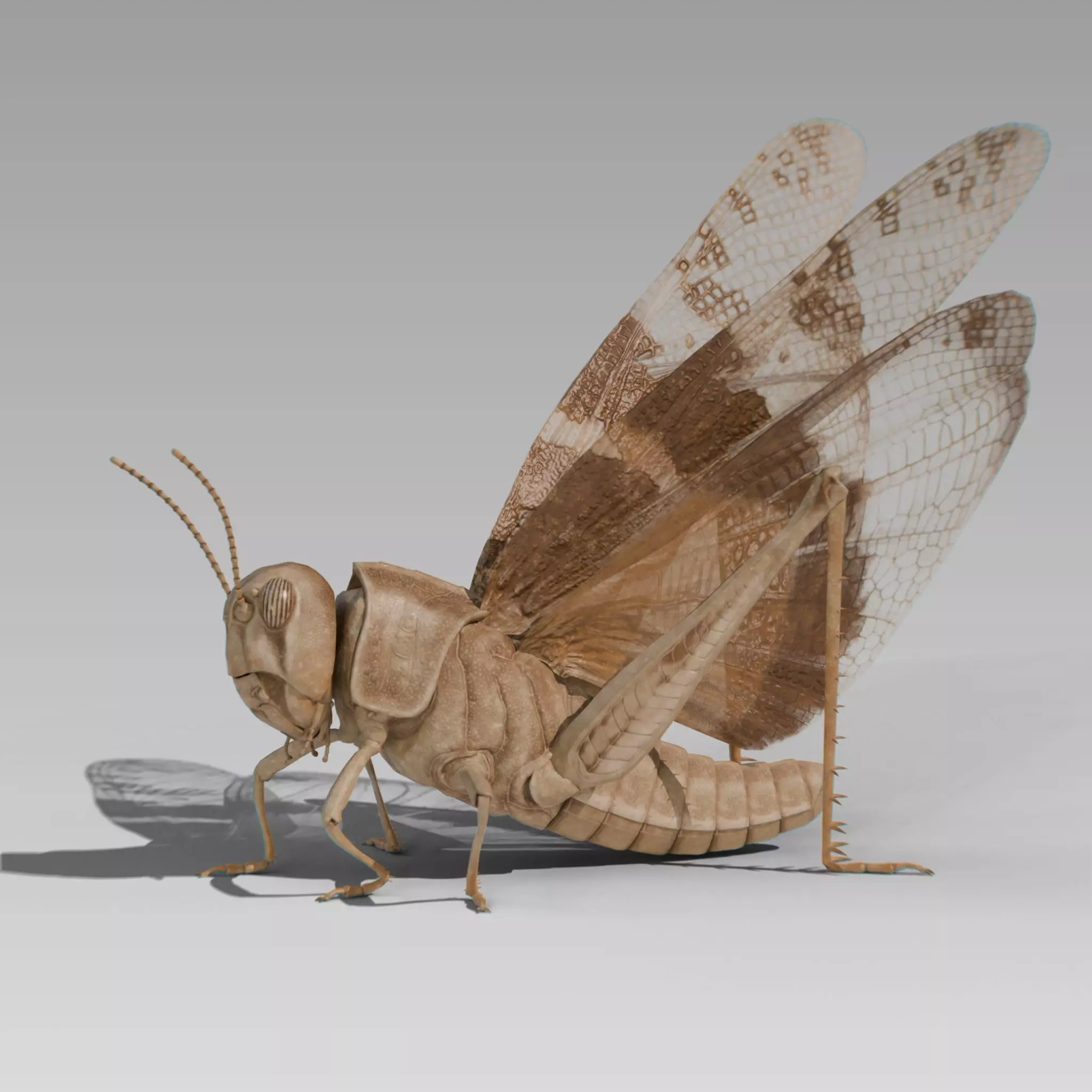 Locust Grasshopper Low-poly 3D model_0