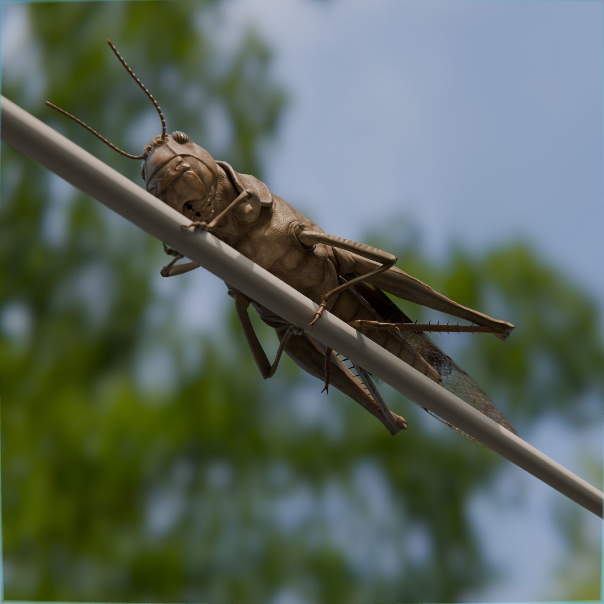 Locust Grasshopper Low-poly 3D model_9