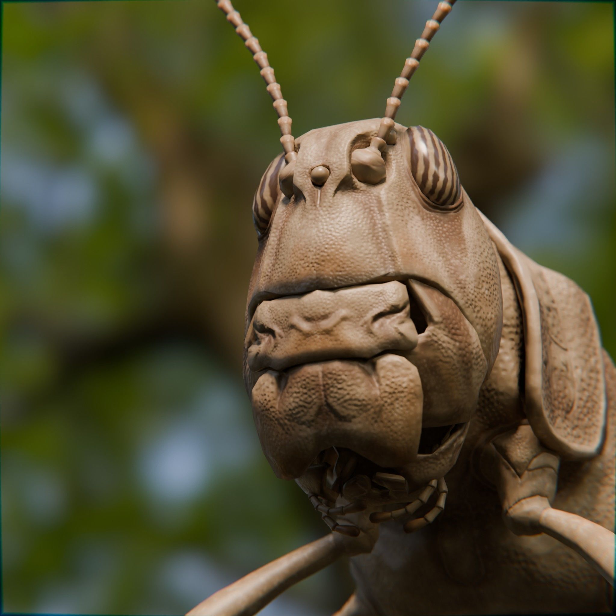 Locust Grasshopper Low-poly 3D model_11
