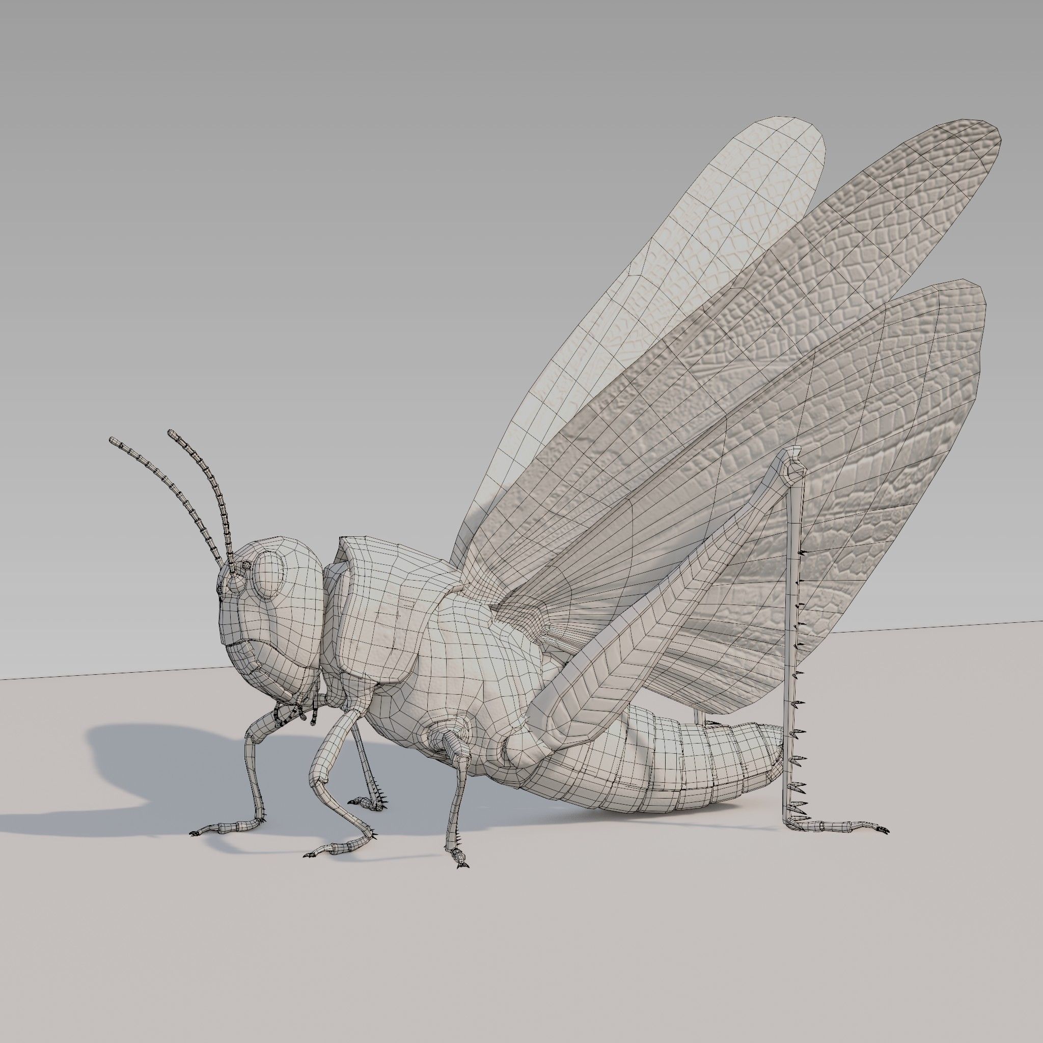 Locust Grasshopper Low-poly 3D model_17