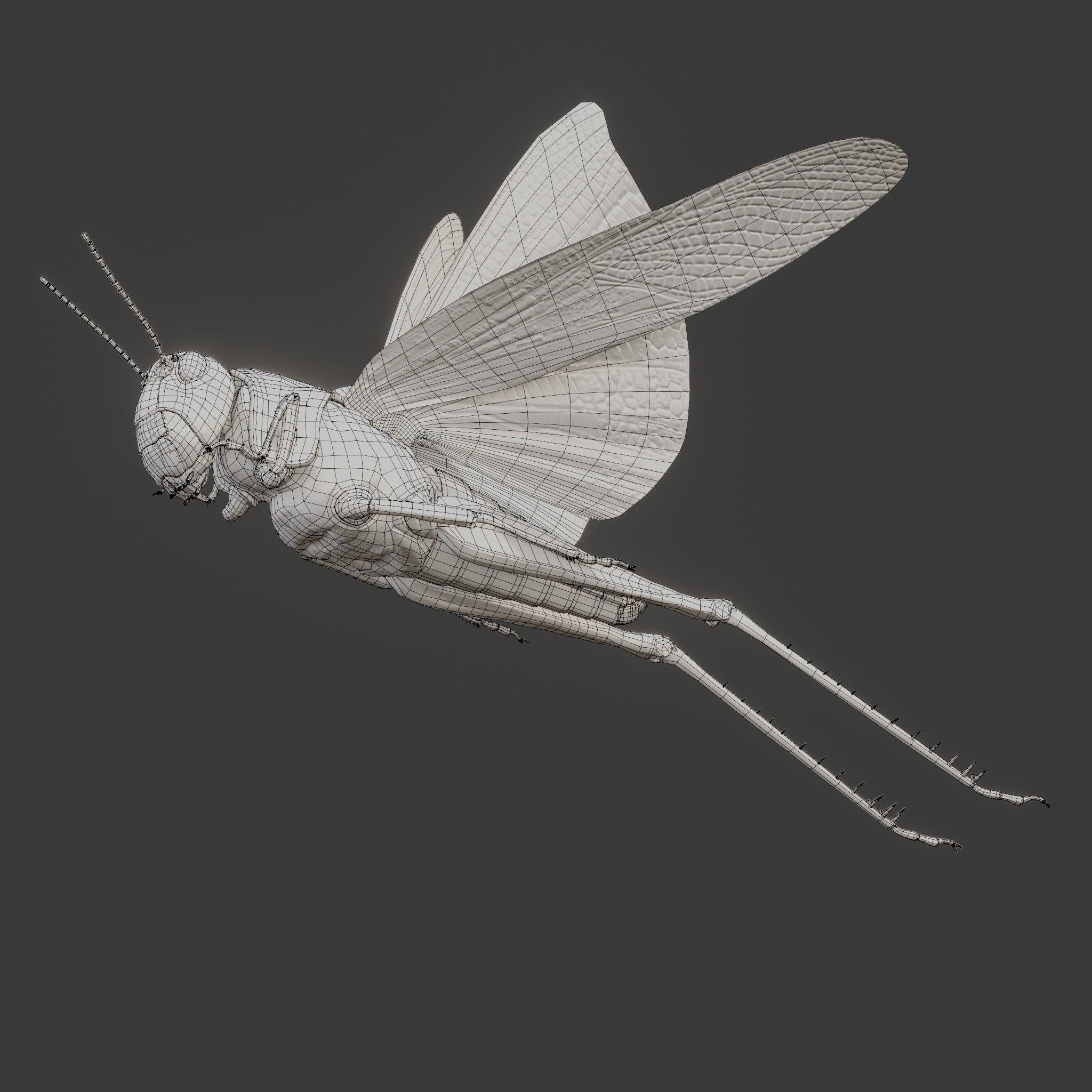 Locust Grasshopper Low-poly 3D model_19