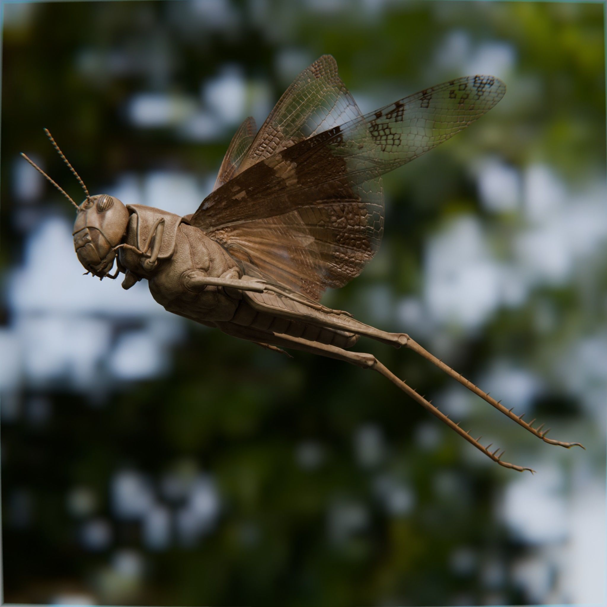 Locust Grasshopper Low-poly 3D model_5