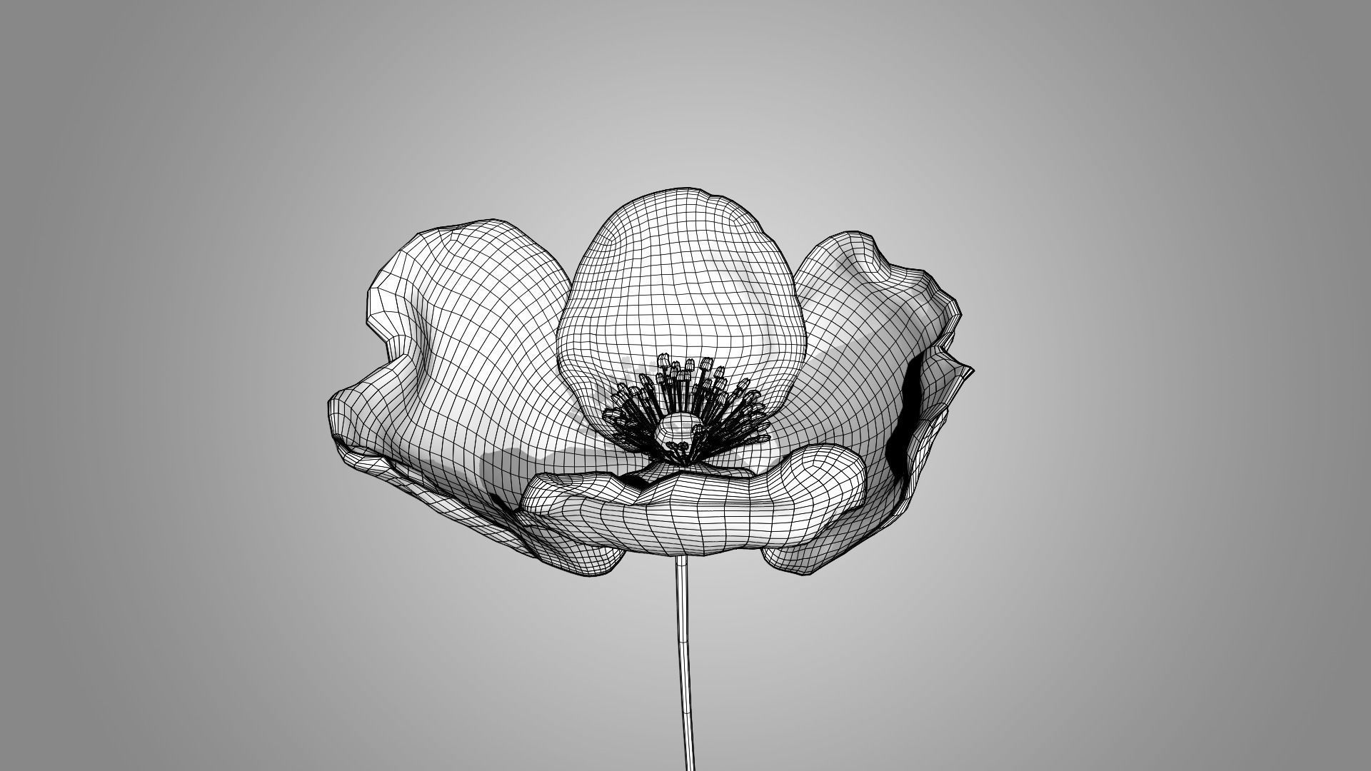 Poppy 3D model_6