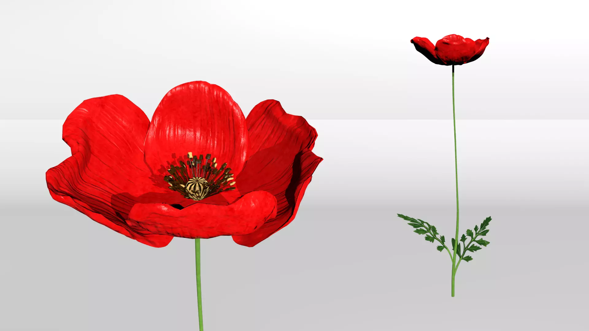 Poppy 3D model_0