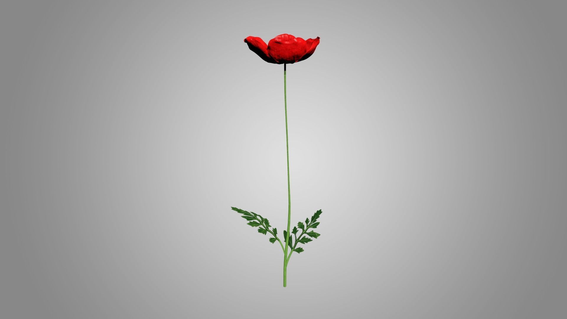 Poppy 3D model_2