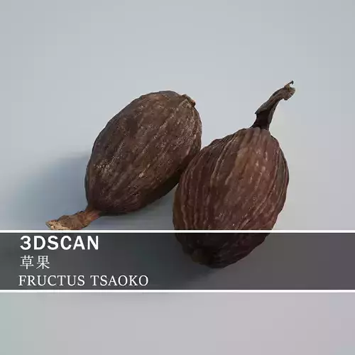 3DSCAN-Traditional Chinese Medicine-FRUCTUS TSAOKO Low-poly 3D model