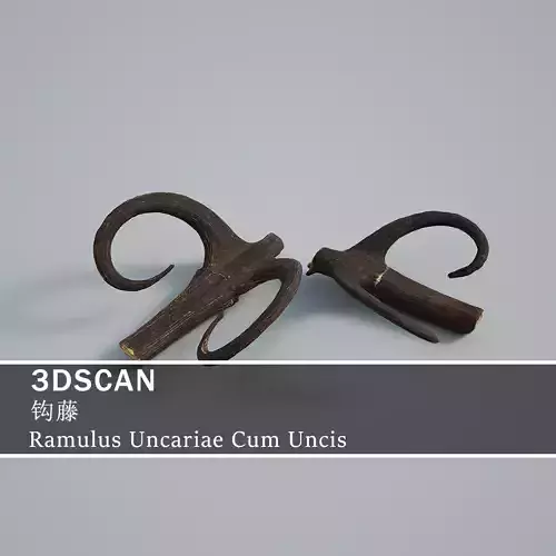 3DSCAN-Traditional Chinese Medicine-Ramulus Uncariae Cum Uncis Low-poly 3D model
