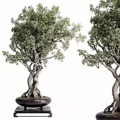 Bonsai Tree in a metal dirty pot - Indoor plant set 519