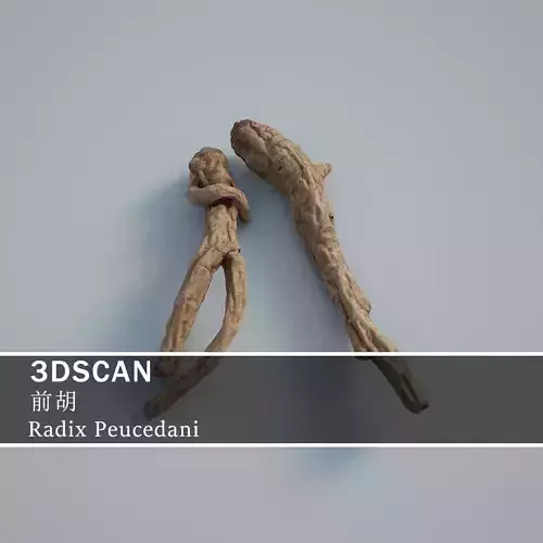 3DSCAN-Traditional Chinese Medicine-Radix Peucedani Low-poly 3D model