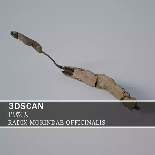 3DSCAN-Traditional Chinese Medicine-RADIX MORINDAE OFFICINALIS Low-poly 3D model
