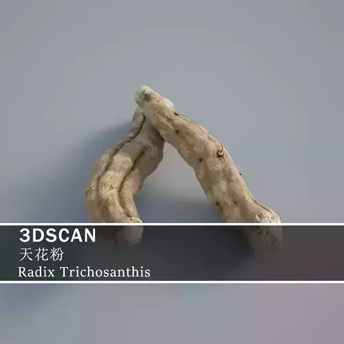 3DSCAN-Traditional Chinese Medicine-Radix Trichosanthis Low-poly 3D model