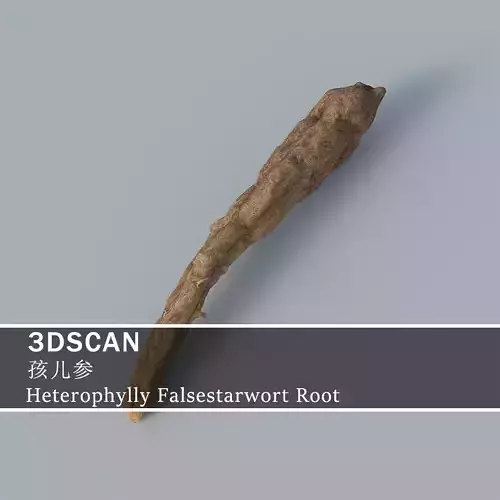 3DSCAN-Traditional Chinese Medicine-Heterophylly Falsestarwort Low-poly 3D model